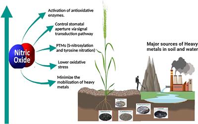 Heavy metal toxicity in plants and the potential NO-releasing novel techniques as the impending mitigation alternatives